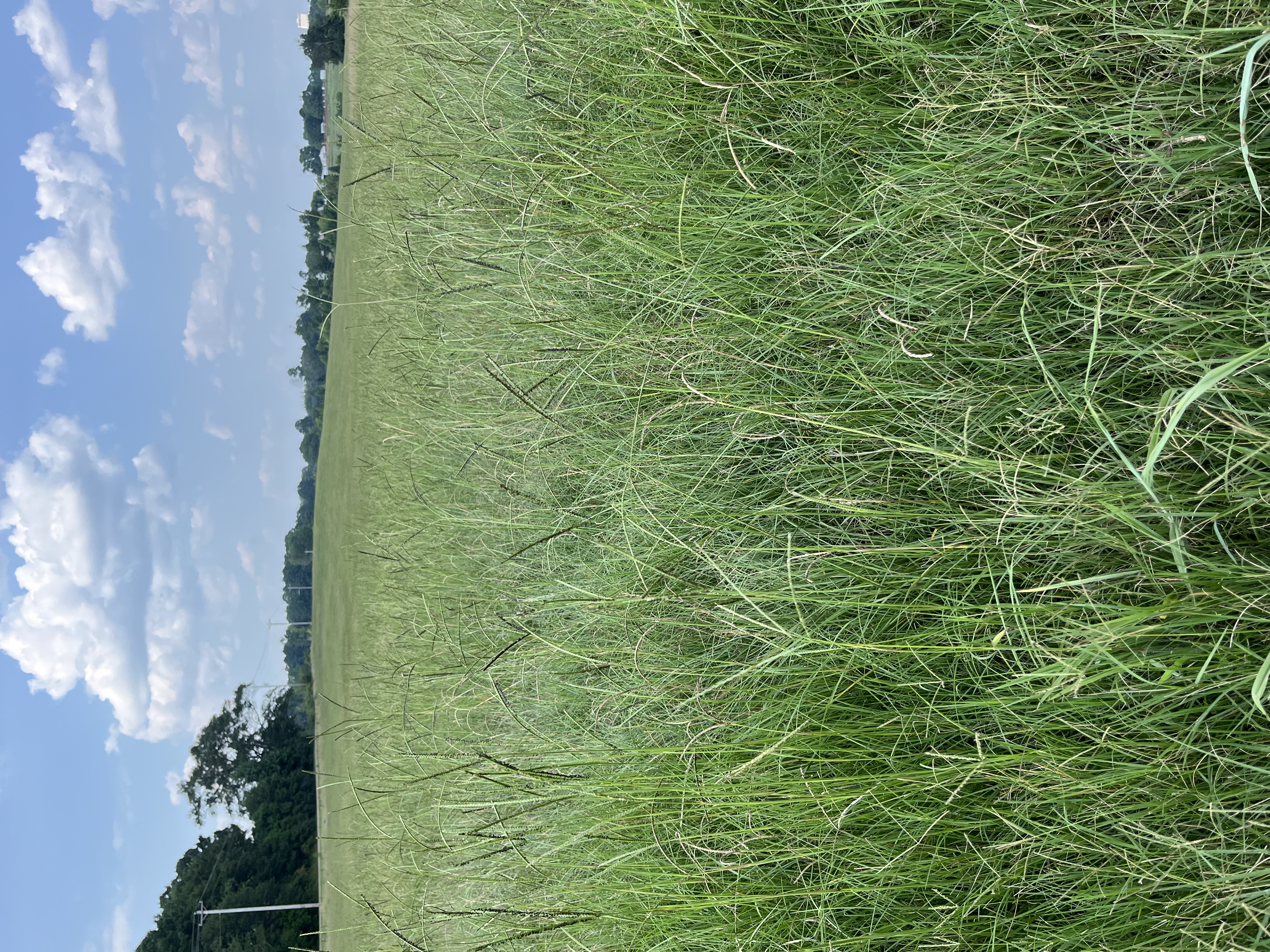 A wide field of green bahiagrass stretching into the distance under a bright blue sky with scattered white clouds. The grass is tall and dense, with a few thin seed stalks visible. Trees and utility poles can be seen on the horizon, along with some distant structures.